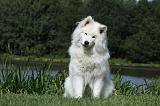 SAMOYEDE 010